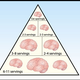 The revised Zombie Food Pyramid.